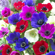 Anemone 