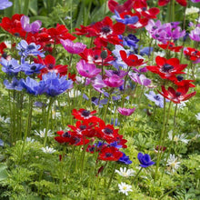 Charger l&#39;image dans la galerie, Anemone &quot;De Caen&quot; Coronaria mix - Terrace Garden France - #tag1# - 
