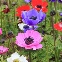 Load image into Gallery viewer, Anemone &quot;De Caen&quot; Coronaria mix - Terrace Garden France - #tag1# - 
