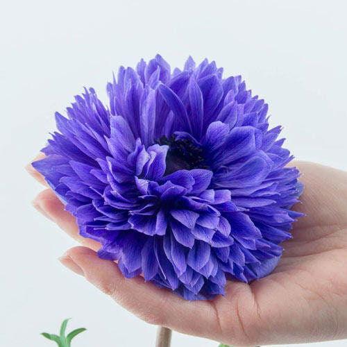 Anemone Fullstar Blue - Terrace Garden France - #tag1# - 