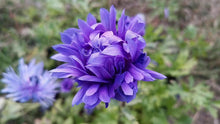 Load image into Gallery viewer, Anemone Fullstar Blue - Terrace Garden France - #tag1# - 
