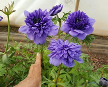 Charger l&#39;image dans la galerie, Anemone Fullstar Blue - Terrace Garden France - #tag1# - 
