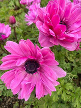 Load image into Gallery viewer, Anemone Fullstar Pink - Terrace Garden France - #tag1# - 
