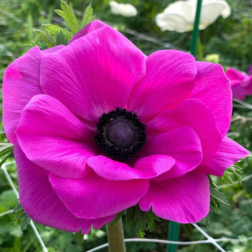 Anemone 'Fuscia' Mistral Plus Coronaria - Terrace Garden France - #tag1# - Anemone 'Fuscia' Mistral Plus® Coronaria bulbs