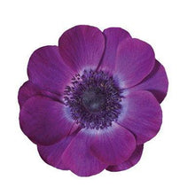 Load image into Gallery viewer, Anemone &#39;Grape&#39; Mistral Plus Coronaria - Terrace Garden France - #tag1# - 
