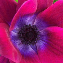 Load image into Gallery viewer, Anemone &quot;Magenta&quot; Mistral coronaria - Terrace Garden France - #tag1# - 
