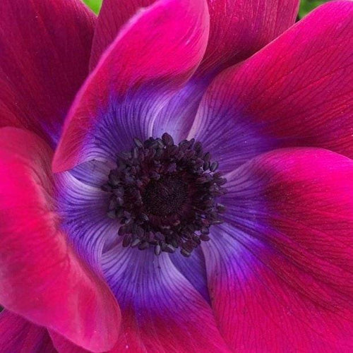 Anemone 