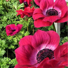 Load image into Gallery viewer, Anemone &quot;Magenta&quot; Mistral coronaria - Terrace Garden France - #tag1# - 
