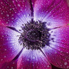 Load image into Gallery viewer, Anemone &quot;Magenta&quot; Mistral coronaria - Terrace Garden France - #tag1# - 
