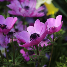 Load image into Gallery viewer, Anemone &quot;Sylphide de Caen&quot; bulbs - Terrace Garden France - #tag1# - 
