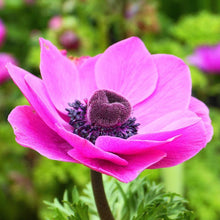 Load image into Gallery viewer, Anemone &quot;Sylphide de Caen&quot; bulbs - Terrace Garden France - #tag1# - 
