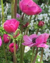 Load image into Gallery viewer, Anemone &quot;Sylphide de Caen&quot; bulbs - Terrace Garden France - #tag1# - 
