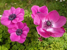 Load image into Gallery viewer, Anemone &quot;Sylphide de Caen&quot; bulbs - Terrace Garden France - #tag1# - 
