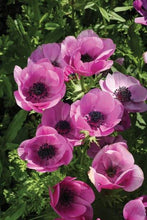 Load image into Gallery viewer, Anemone &quot;Sylphide de Caen&quot; bulbs - Terrace Garden France - #tag1# - 
