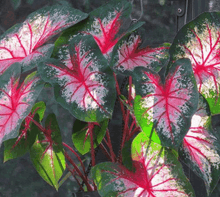 Charger l&#39;image dans la galerie, Caladium Cherry Blossom
