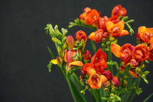 Load image into Gallery viewer, Freesia Mandarine® Double Red-orange bulbs/corms
