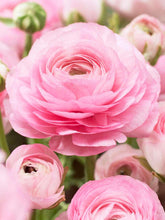 Charger l&#39;image dans la galerie, Ranunculus Elegance Rosa Chiaro
