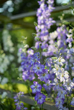 Load image into Gallery viewer, Larkspur (delphinium consolida) mix
