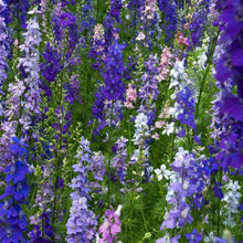 Load image into Gallery viewer, Larkspur (delphinium consolida) seeds - purple, lilac, and blue flowers
