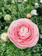 Load image into Gallery viewer, Ranunculus Amandine &quot;Porceline&quot;
