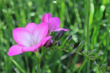 Charger l&#39;image dans la galerie, Freesia Single Pink Passion® bulbs/corms
