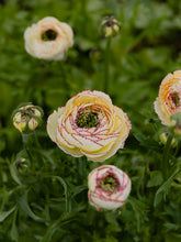 Load image into Gallery viewer, Ranunculus Amandine &quot;Tiger&quot;
