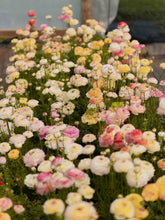 Load image into Gallery viewer, Ranunculus Amandine &quot;Tiger&quot;
