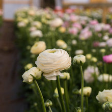 Load image into Gallery viewer, Ranunculus Amandine Pastel Wedding Mix
