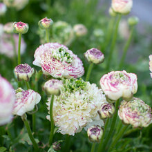 Load image into Gallery viewer, Ranunculus Amandine &quot;Tiger&quot;
