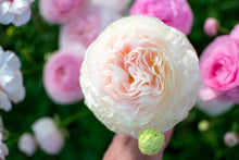 Load image into Gallery viewer, Ranunculus Amandine &quot;Chamallow&quot;
