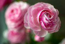 Load image into Gallery viewer, Ranunculus Amandine &quot;Porceline&quot;
