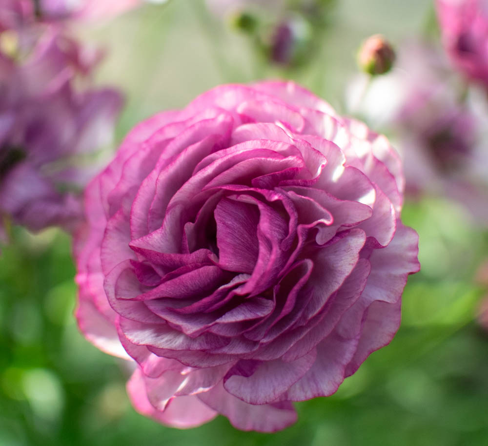 Italian Ranunculus Purple Ranunculus Amandine