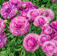 Ranunculus Romance Loubeyres