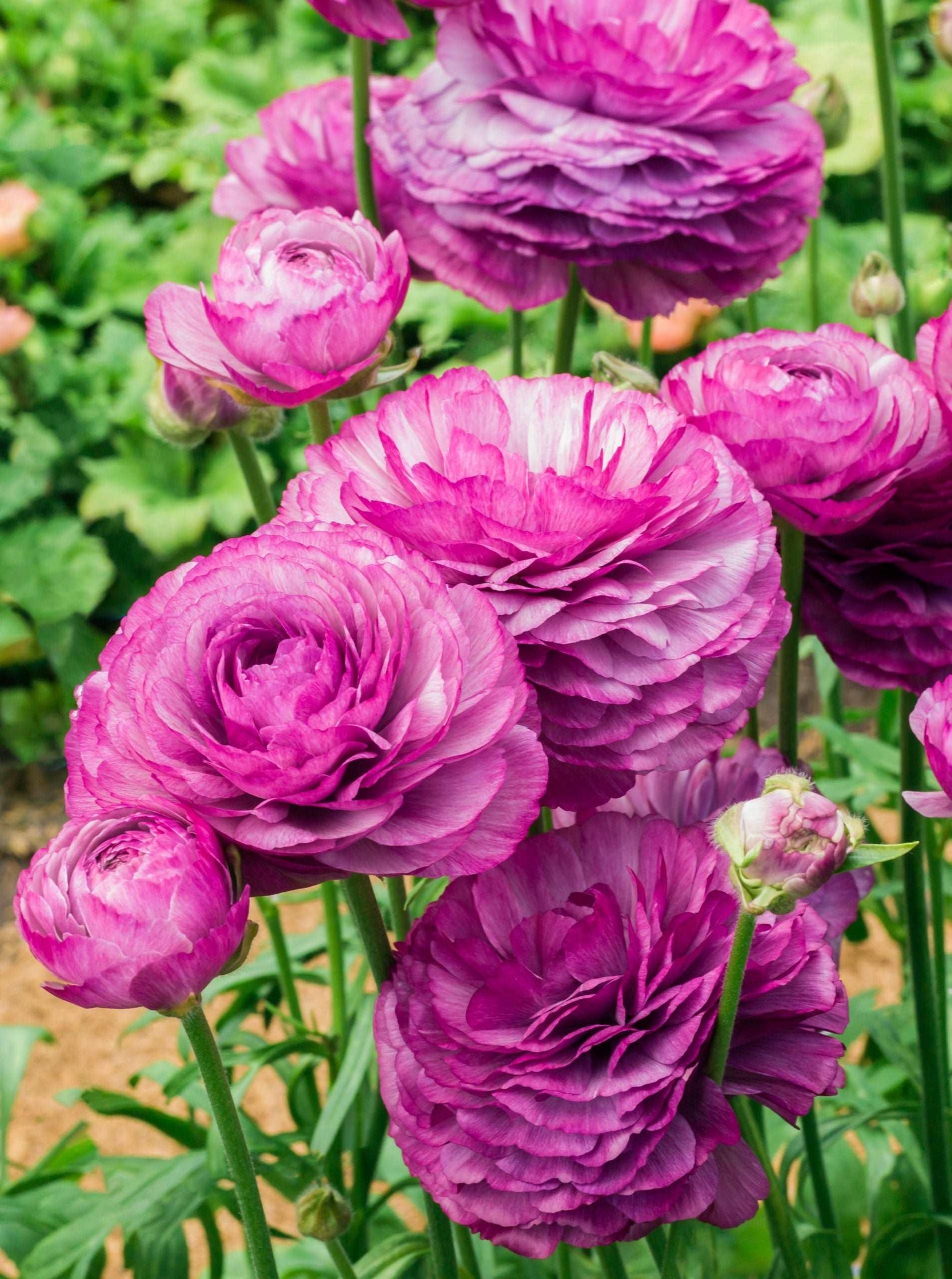 Ranunculus Romance™