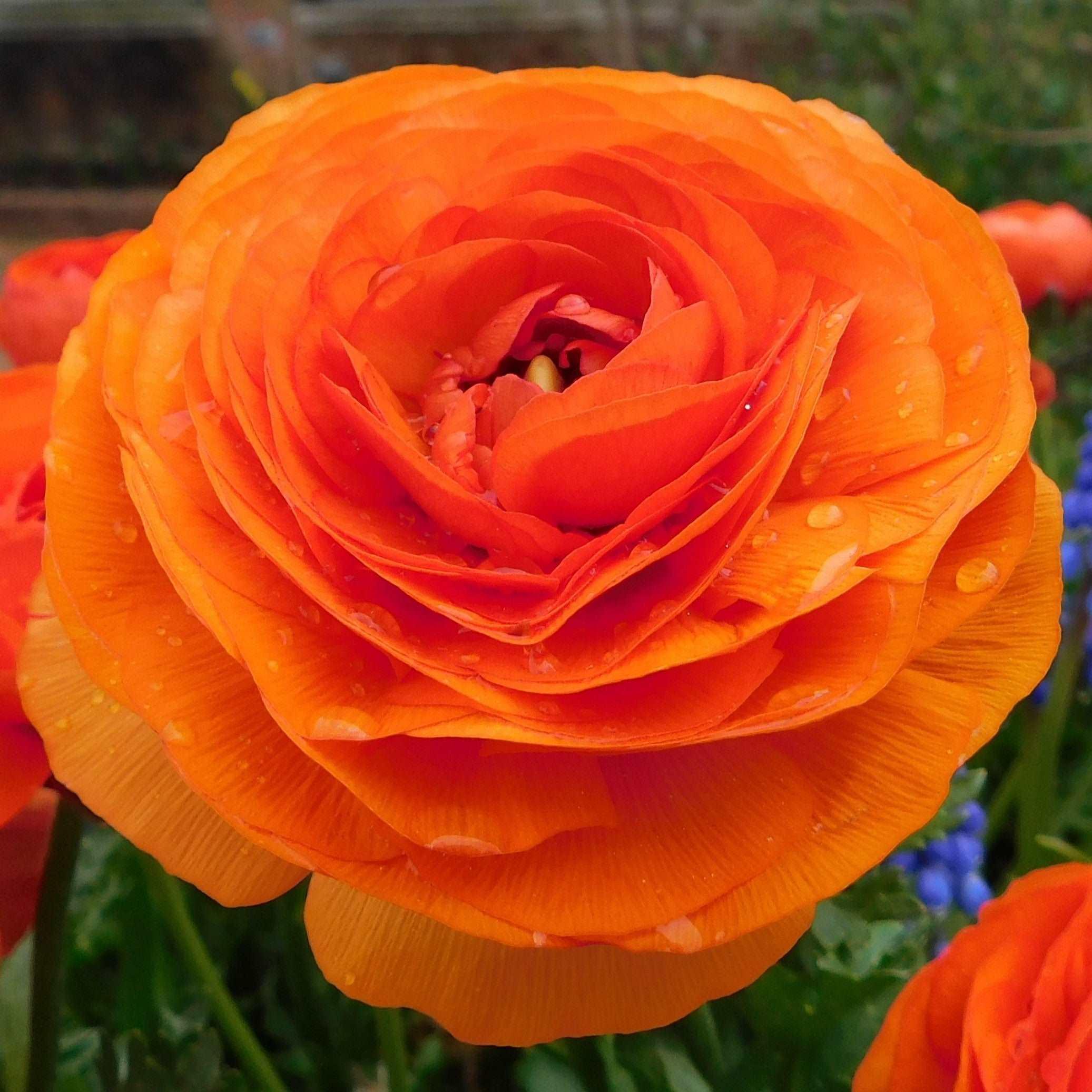 Orange Ranculus Orange Ranunculus corms (Asian buttercup), perennial flowers