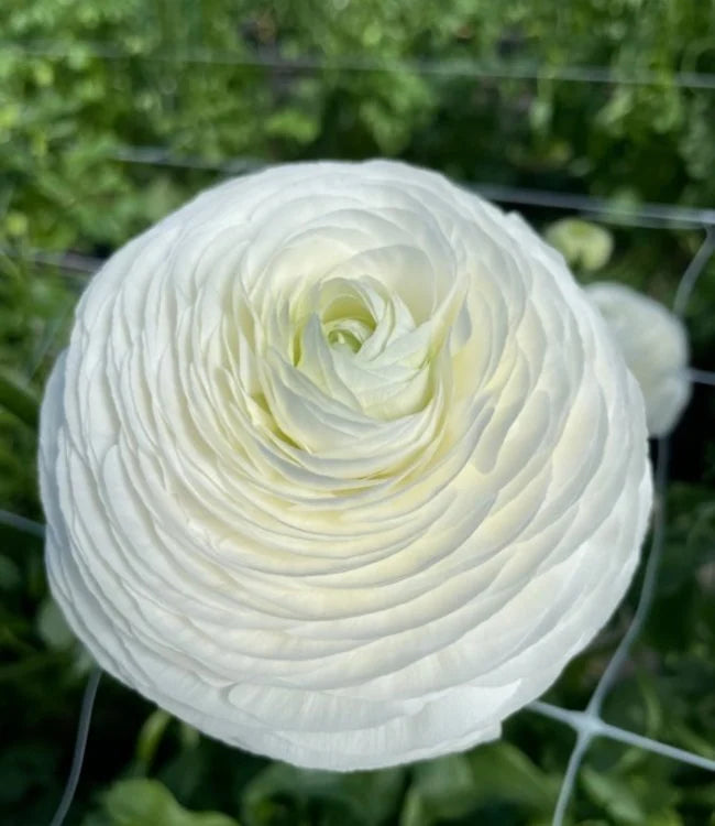 Elegance Rococo Ranunculus Ranunculus Elegance Bianco | Buy Italian flower bulbs from France