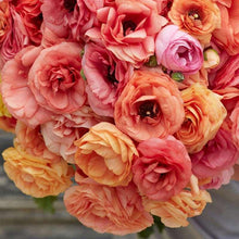 Charger l&#39;image dans la galerie, Ranunculus Elegance &quot;Salmon&quot;
