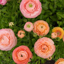 Charger l&#39;image dans la galerie, Ranunculus Elegance &quot;Salmon&quot;
