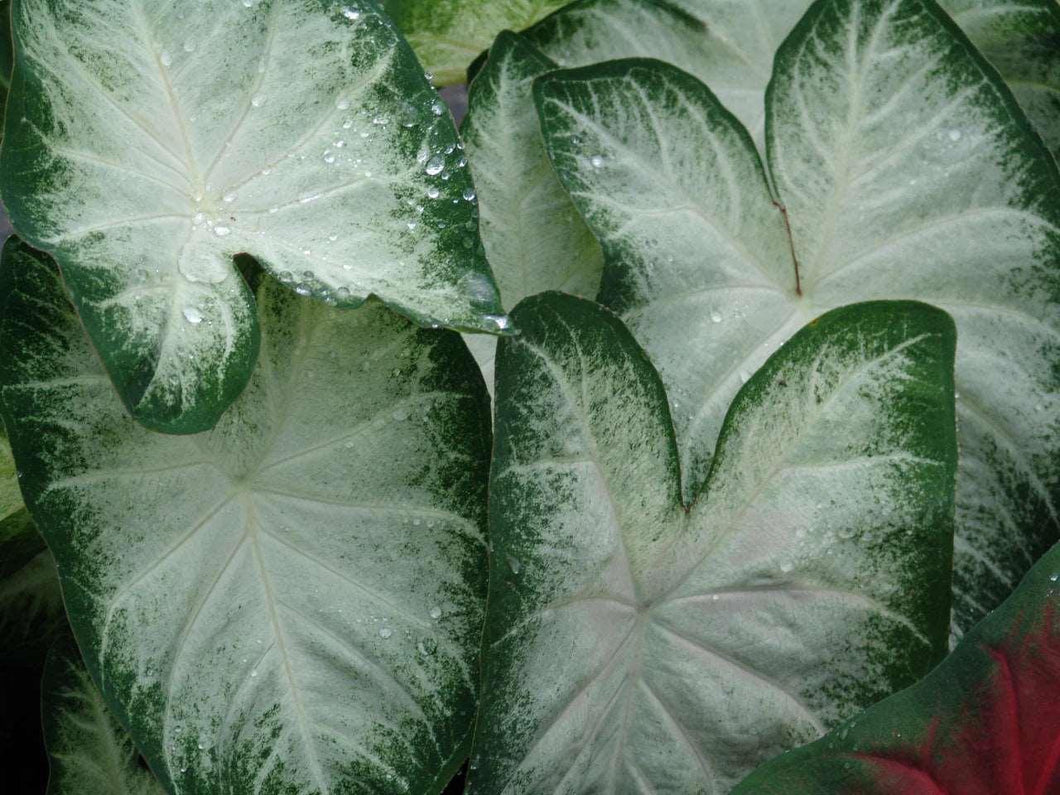 Caladium Aaron