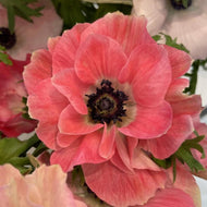 Anemone coronaria 