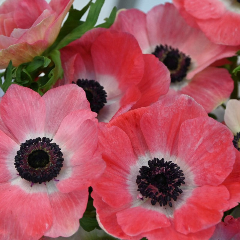 Anemone coronaria MISTRAL PLUS® 'Pinkie' bulbs - Buy Vibrant Pink
