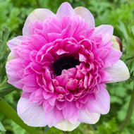 Anemone Fullstar Pink