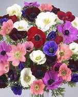 Anemone Galilée Mix