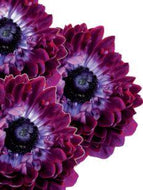 Anemone mistral 