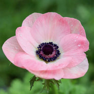 Anemone coronaria 