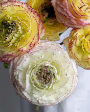 Load image into Gallery viewer, Ranunculus Amandine &quot;Tiger&quot;
