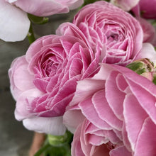 Load image into Gallery viewer, Ranunculus Amandine &quot;Porceline&quot;
