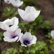 Anemone Jerusalem Blue-White - Terrace Garden France