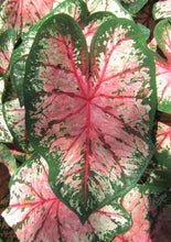 Charger l&#39;image dans la galerie, Caladium Cherry Blossom
