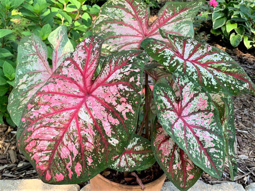 Caladium Cherry Blossom